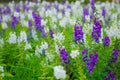 White and violet Salvia flower