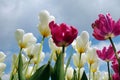 White and violet tulips