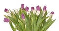 White and violet tulips