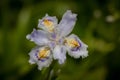 White, violet and yellow flower