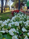 White violets closeup in a park