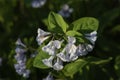 White Virginia Bluebell Wildflower Riverbend Park Royalty Free Stock Photo