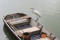 White Wading Bird