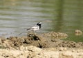 White wagtail