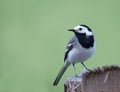 White Wagtail