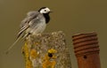 White wagtail