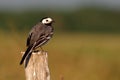 White Wagtail Royalty Free Stock Photo