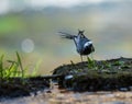 A white wagtail walking along the shoreline of a river