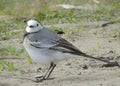 The white wagtail