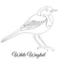 White Wagtail bird coloring. Vector cartoon bird type