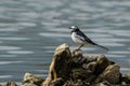 White Wagtail