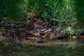 White wagtail bird, little sparrow Royalty Free Stock Photo