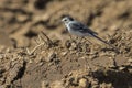 White wagtail Motacilla alba