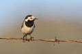 White wagtail, Greece Royalty Free Stock Photo