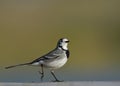 White wagtail, Greece Royalty Free Stock Photo