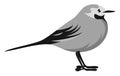 White wagtail, illustration, vector