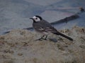 White wagtail on the lake