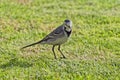 White Wagtail standing on a lawn Royalty Free Stock Photo