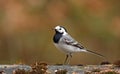 White wagtail (motacilla alba) Royalty Free Stock Photo