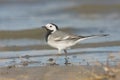 White Wagtail (Motacilla alba) Royalty Free Stock Photo