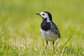 White Wagtail, Motacilla alba