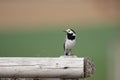 White Wagtail (Motacilla alba) Royalty Free Stock Photo