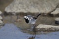 White wagtail, motacilla alba