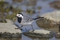 White wagtail, motacilla alba Royalty Free Stock Photo