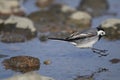 White wagtail, motacilla alba Royalty Free Stock Photo