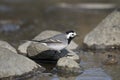 White wagtail, motacilla alba