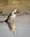 White wagtail or Motacilla alba bird portrait with reflection in water at keoladeo national park or bharatpur bird sanctuary