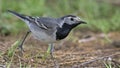 White wagtail, Greece Royalty Free Stock Photo