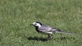 White wagtail, Greece Royalty Free Stock Photo