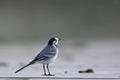 White wagtail, Greece Royalty Free Stock Photo