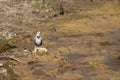 White wagtail Motacilla alba in the Hiran river.