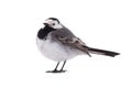 White Wagtail Motacilla alba