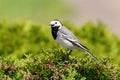 White wagtail motacilla alba male Royalty Free Stock Photo