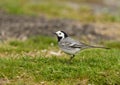 White Wagtail Motacilla alba resting on a green grass meadow