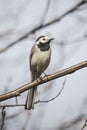 White wagtail, motacilla alba sitting on a branch Royalty Free Stock Photo