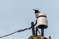 White Wagtail or Motacilla alba sitting on a pole Royalty Free Stock Photo