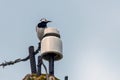 White Wagtail or Motacilla alba sitting on a pole Royalty Free Stock Photo