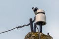 White Wagtail or Motacilla alba sitting on a pole Royalty Free Stock Photo