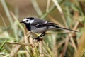 The white wagtail motacilla alba sitting on the reed