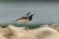 White wagtail, Motacilla alba, sitting on a rock near a river. Portrait of a common songbird with long tail and black and white fe