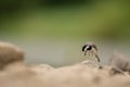 White wagtail, Motacilla alba, sitting on a rock near a river. Portrait of a common songbird with long tail and black and white fe