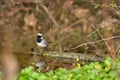 White wagtail (Motacilla alba) small bird stands on a branch submerged in water
