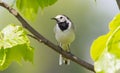 White wagtail, Motacilla alba. Spring sunny morning. Adult bird sitting on a tree branch