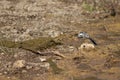 White wagtail Motacilla alba stretching in the Hiran river.