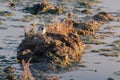 White wagtail Motacilla alba at sunset in a flooded rice field in the natural park of Albufera, Valencia, Spain. Magic colors