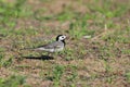 White wagtail walks briskly on the ground between blades of grass.